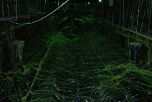 98尺游艇真空成型